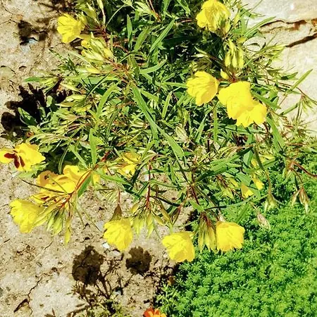 게스트하우스 Sanitas