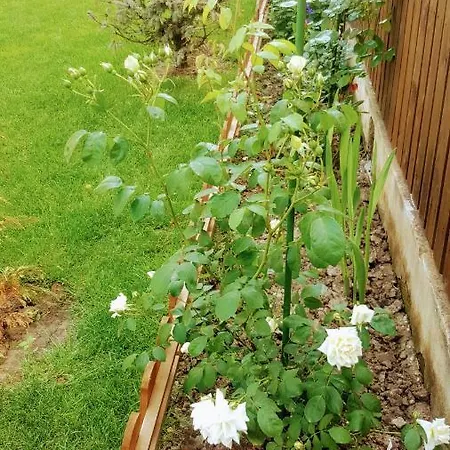 Sanitas 3* 테기르기올