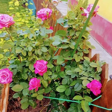 Sanitas 게스트하우스 테기르기올