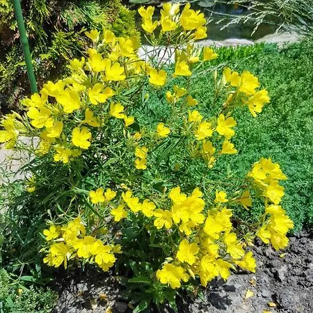 Sanitas 게스트하우스