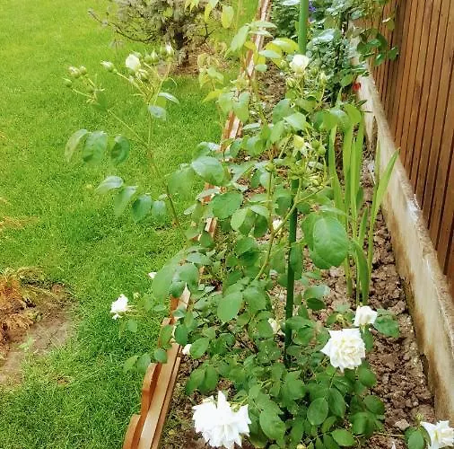 Sanitas 3* Tekirgöl