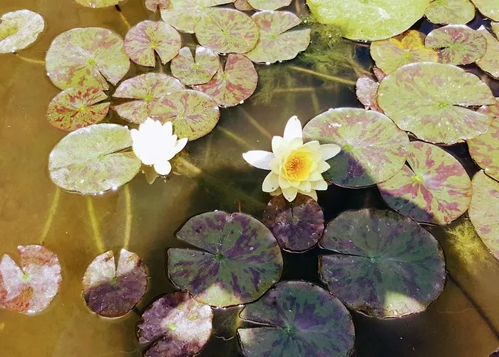 Sanitas 3* Tekirgöl