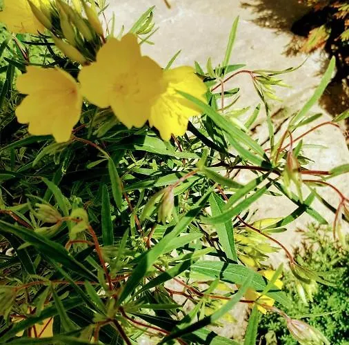 Sanitas 3* Tekirgöl