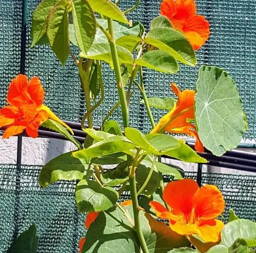 Sanitas Konukevi Tekirgöl