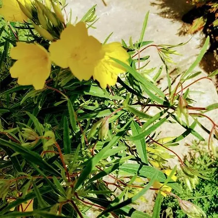 Sanitas 3* テキルギオル