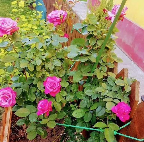 Sanitas Guest house Techirghiol