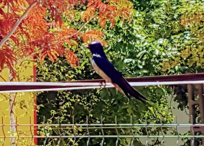 Guest house Sanitas Techirghiol